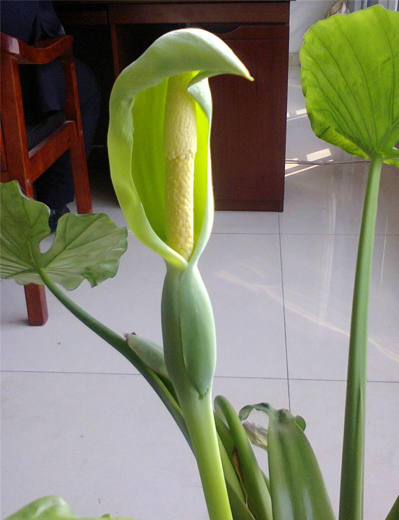 不是绿蛇