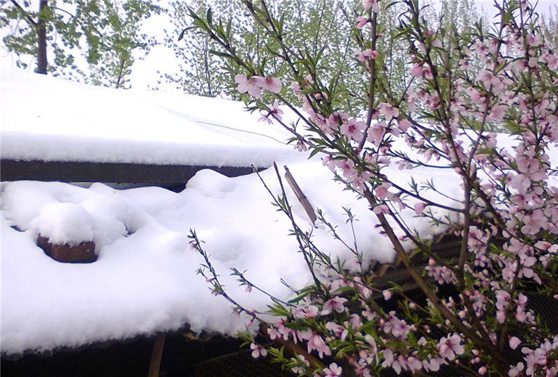 桃花映雪