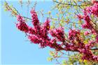 花枝俏
