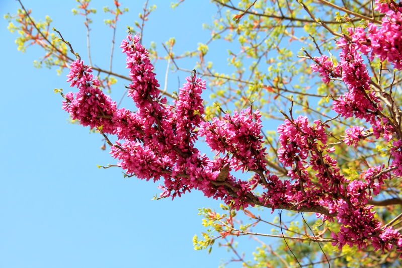 花枝俏