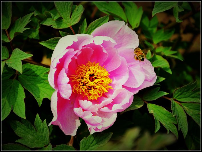 蜂恋花