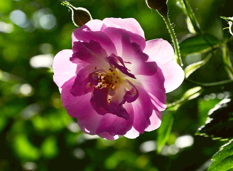蔷薇花