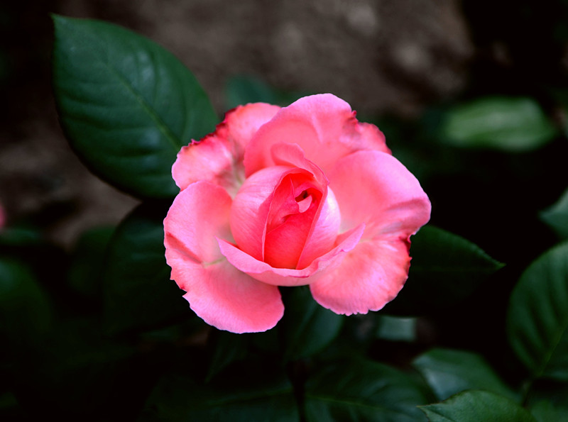 月季花2