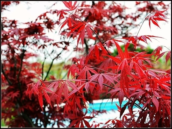 枫