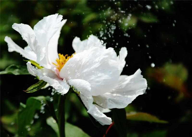 《氺韵牡丹》