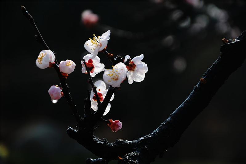 《二月杏花俏枝头 》