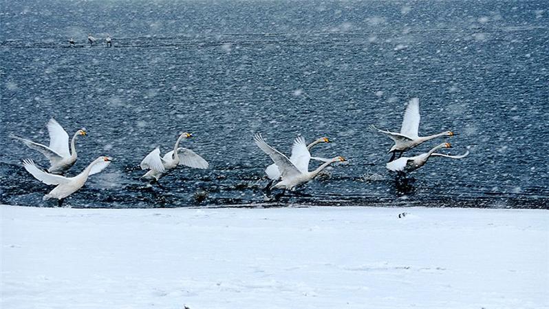 雪中群鹅图-孔子故乡 中国山东国际网络摄影