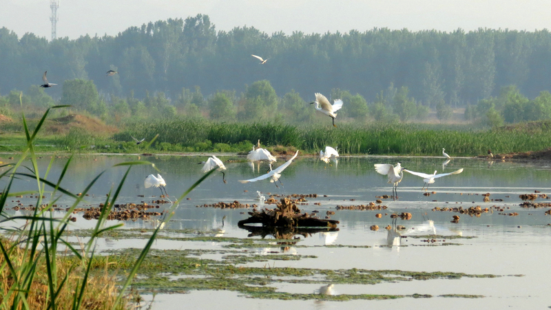 生态泗河，白鹭家园。