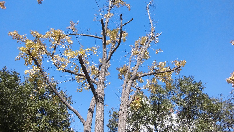 银杏树