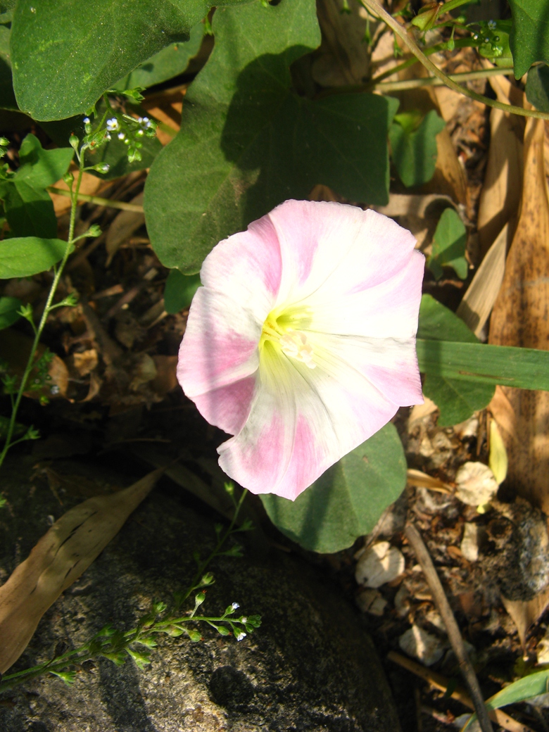 角落里的牵牛花