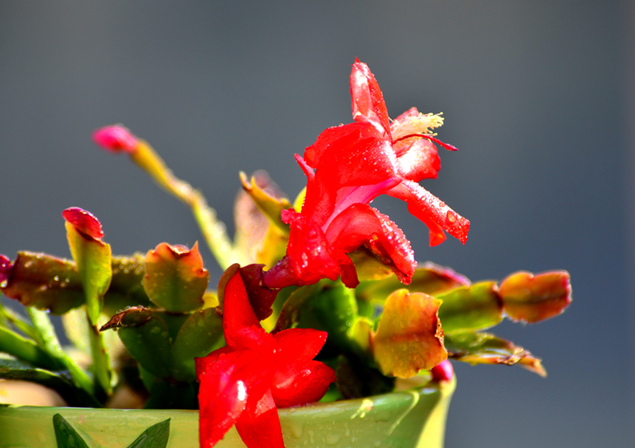 我家阳台的蟹爪兰