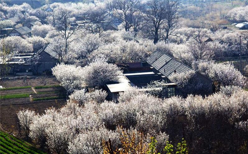 樱花簇拥的村庄