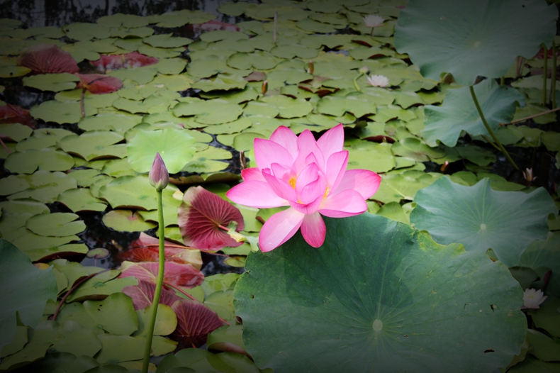 待你如斯 我已凋零