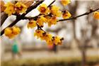 腊梅花开春天来