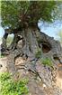 2古树盘根