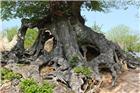1古树盘根