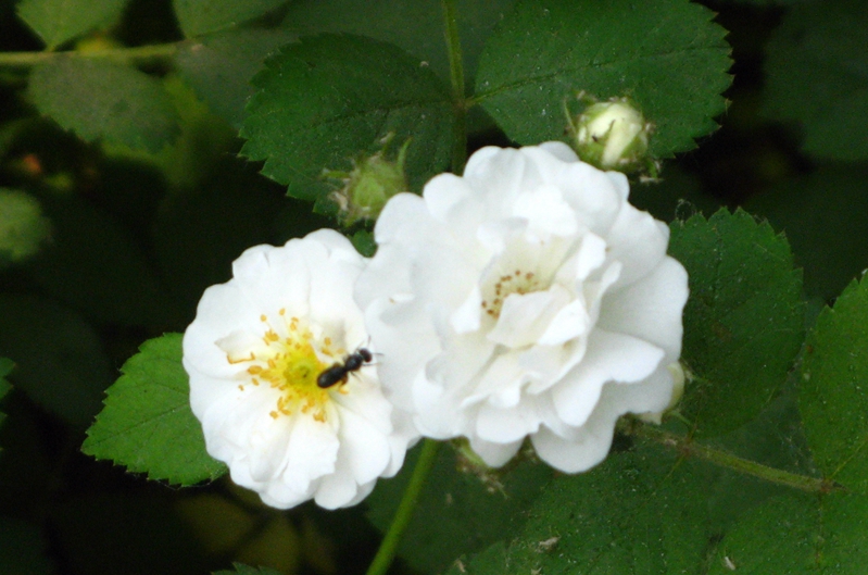 不得采蜜甜 只为花香来