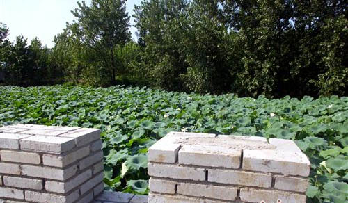 河水清了 莲花开了