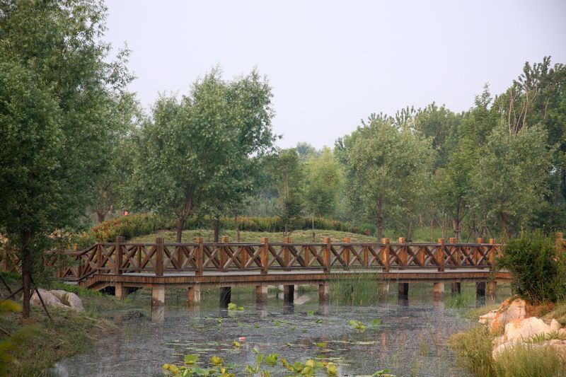 莲花湖湿地“桥”2