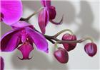 蝴蝶花开