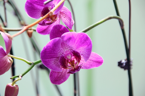 全国人民都爱你啊萨拉姆