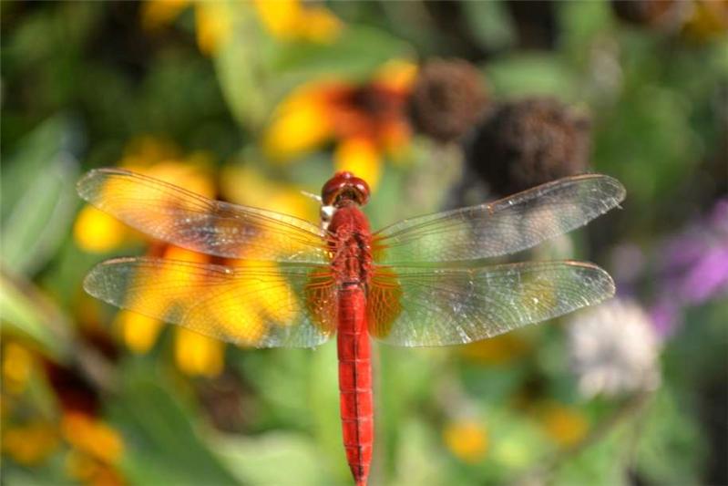 红蜻蜓