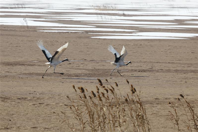 黄河口湿地丹顶鹤