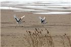 黄河口湿地丹顶鹤