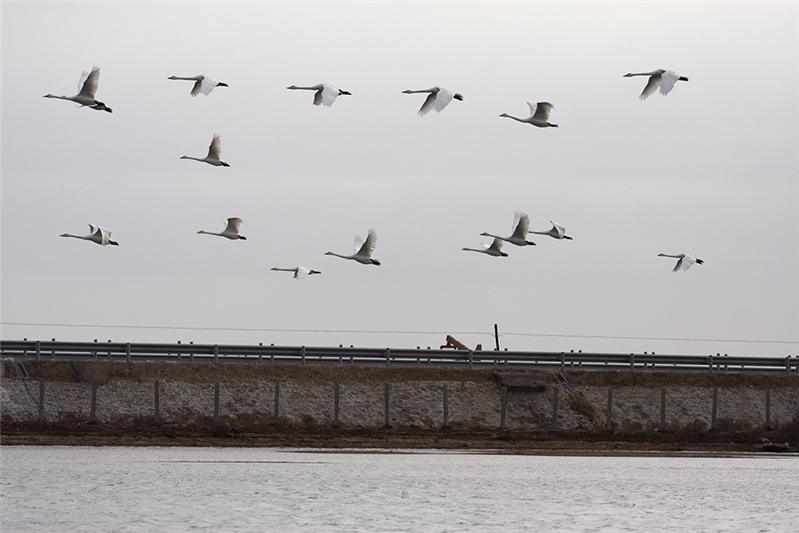 《东港高速公路上飞翔的大天鹅》
