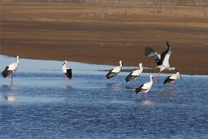 《湿地东方白鹳》