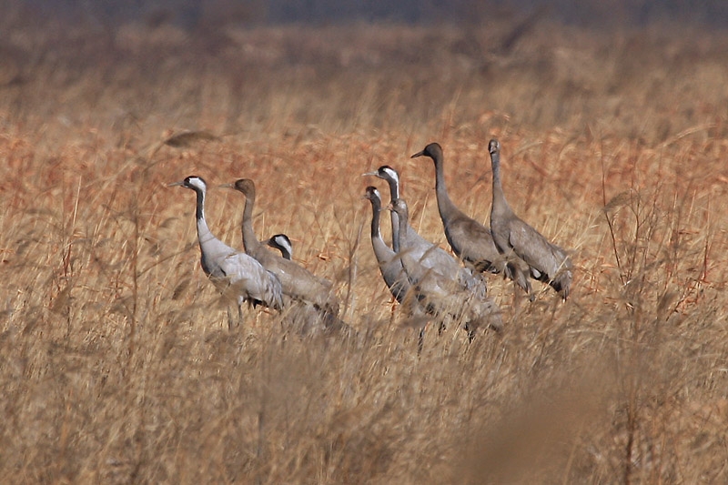 黄河口越冬的灰鹤