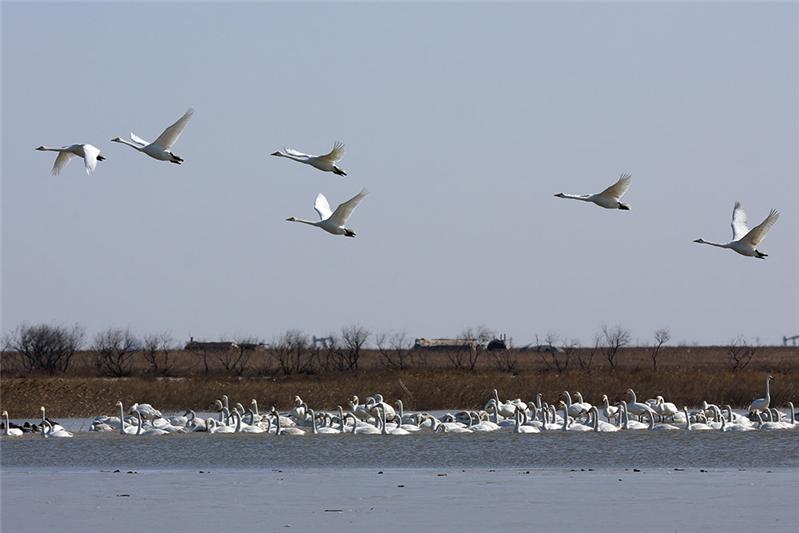 《黄河口冬日即景》
