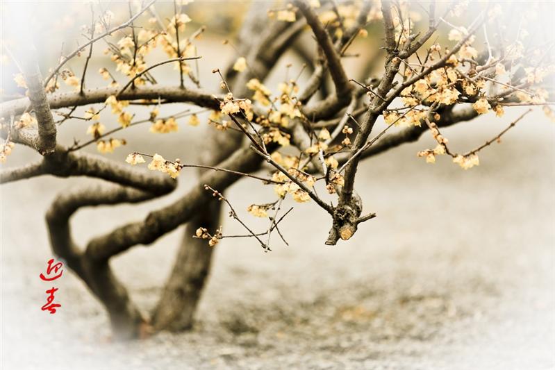 咏梅