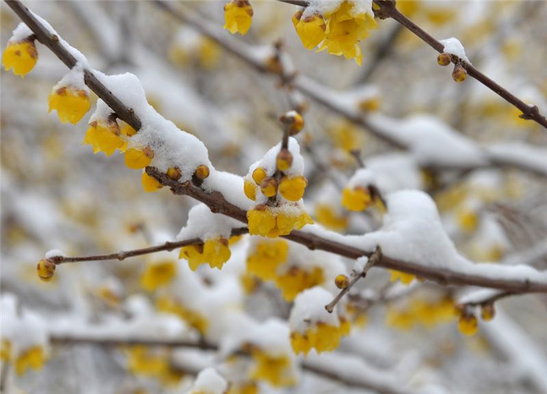 雪后腊梅1