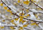 雪后腊梅1