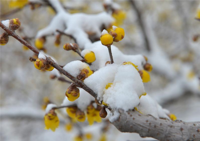 雪后腊梅5