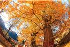 泰山千年银杏树