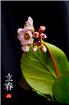 立春