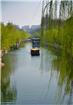 春风杨柳