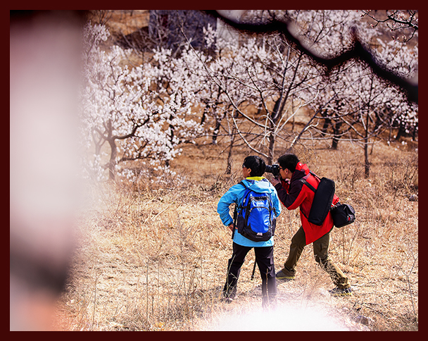 张夏万亩银杏林随拍（4）