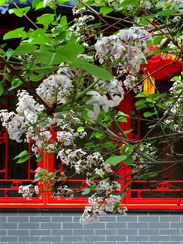 丁香花开掩红窗