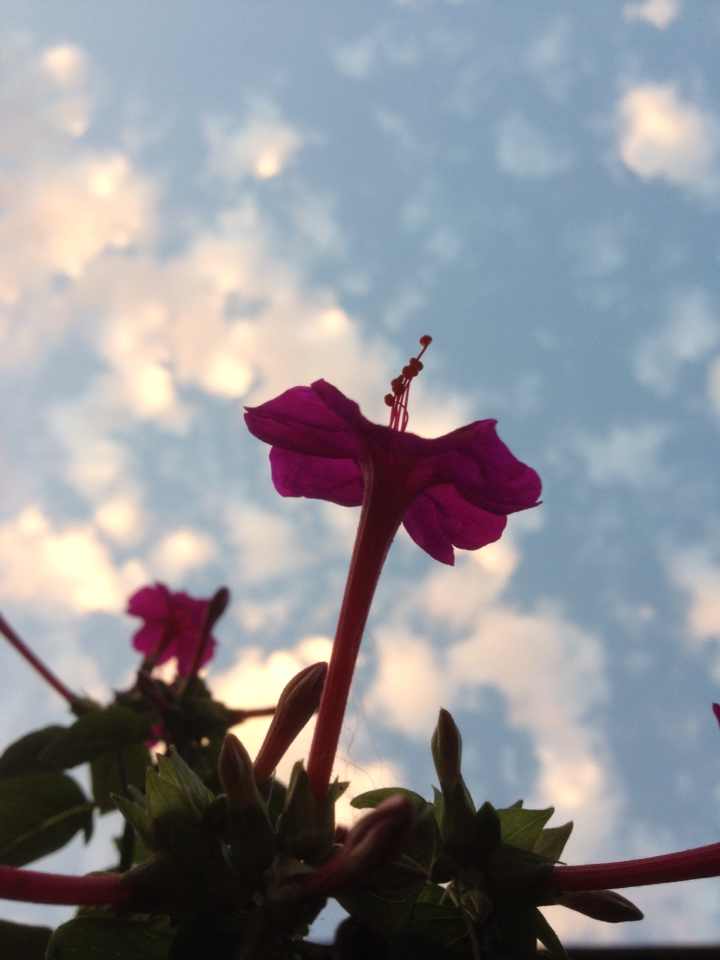 每朵花都有盛开的理由