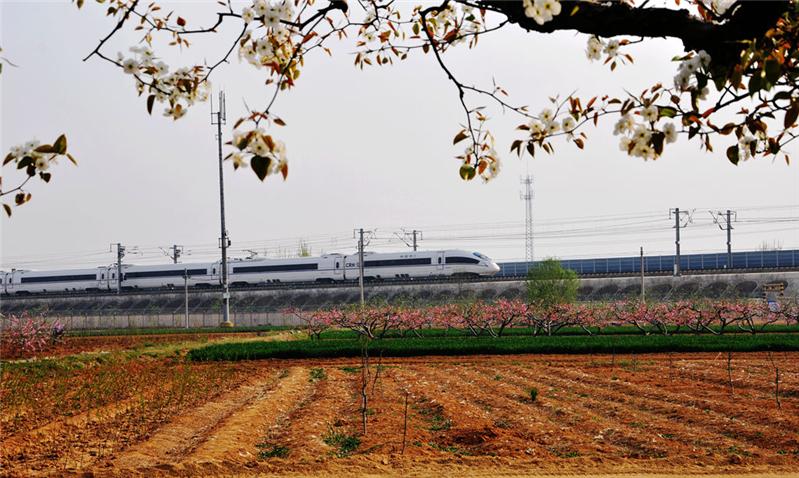 《梨花映高铁》    摄影：王宪金
