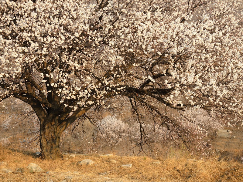 一树春花（2）