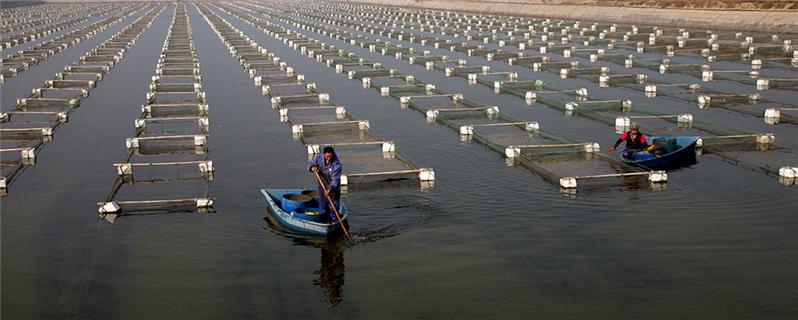 《海上养殖场》