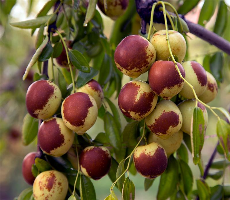 《黄河口冬枣》