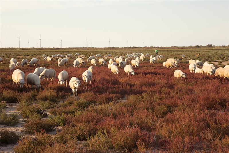 《黄河口荒滩牧羊》