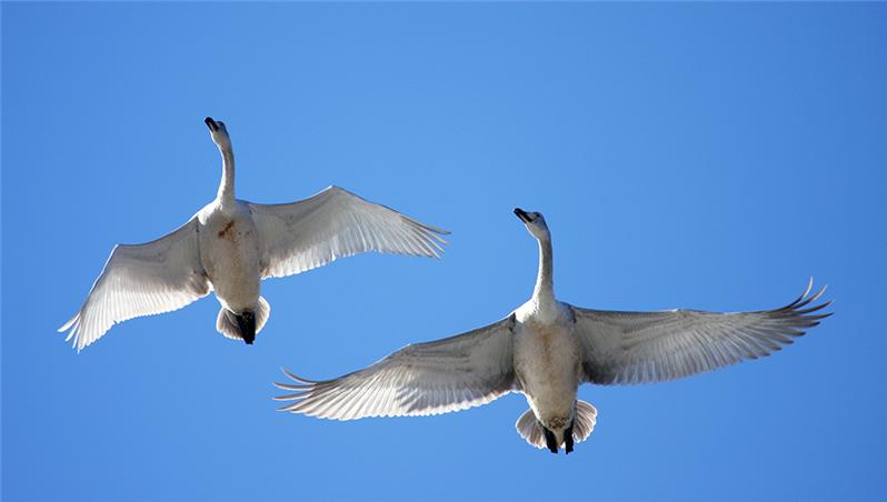 《飞过头顶的天鹅》