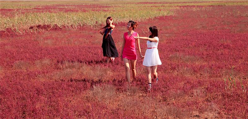 《走进黄河口 享受的自然》