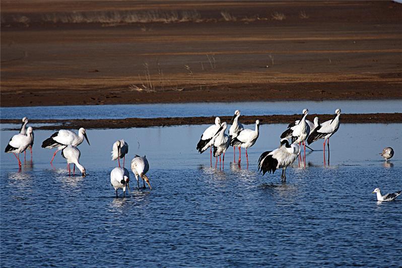 《珍禽的乐园》